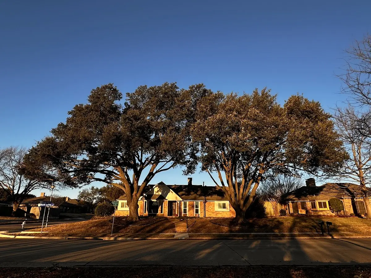 Established residential canopy tree shading a home in Pittsburg